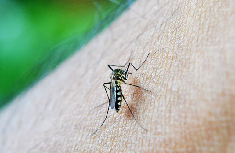 Boletim atualizado sobre a dengue confirma mais um óbito em Londrina