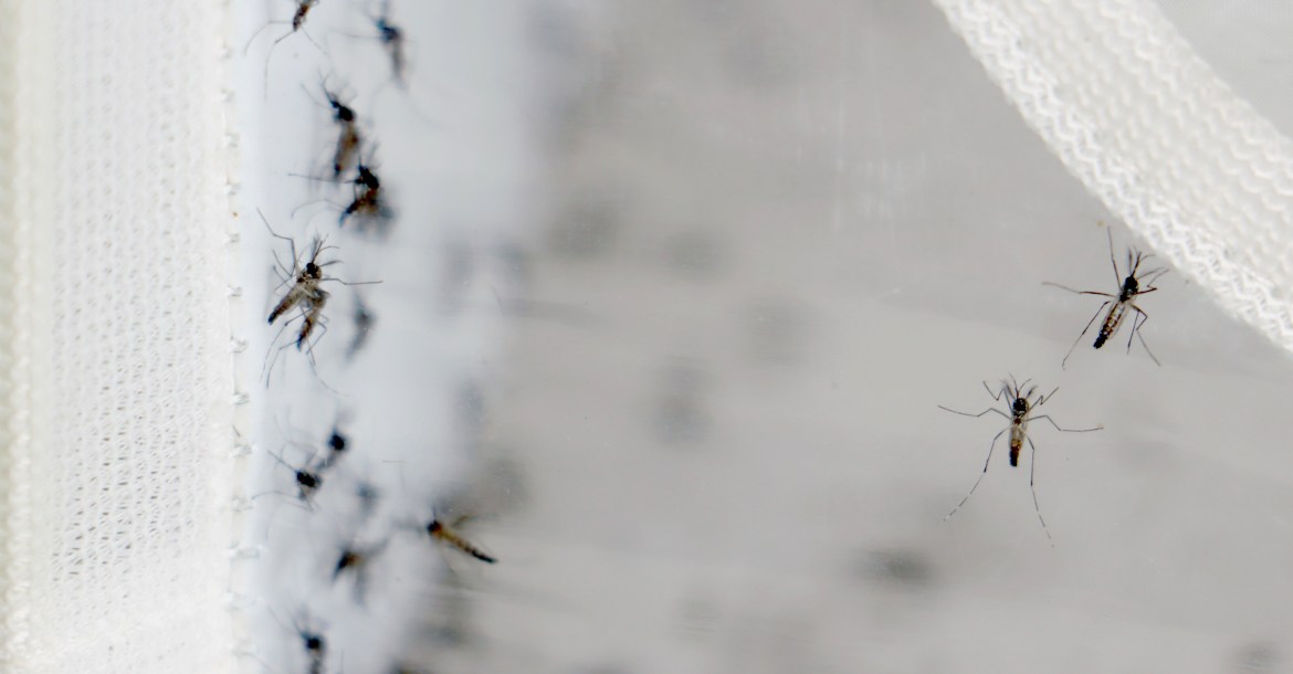 Casos de dengue em Londrina caem 90% em relação a 2024