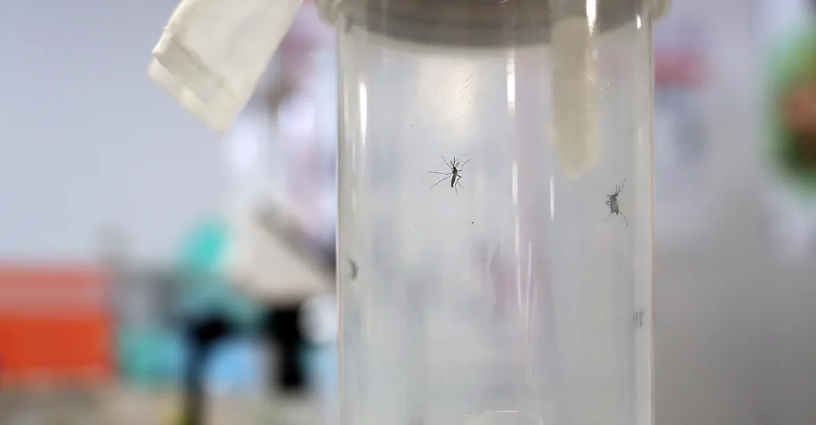 Londrina registra 1.253 casos de dengue em 2026 e mantém ações de prevenção
