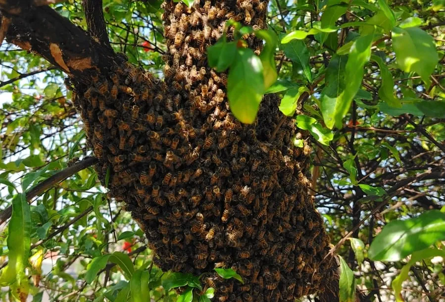 Resgate de enxames de abelhas cresce 47% em Londrina e supera total de 2025