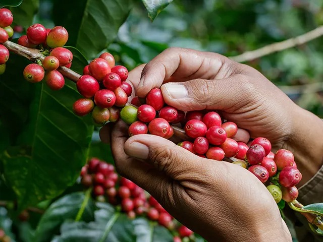 Concurso Café Qualidade Paraná encerra inscrições na segunda-feira