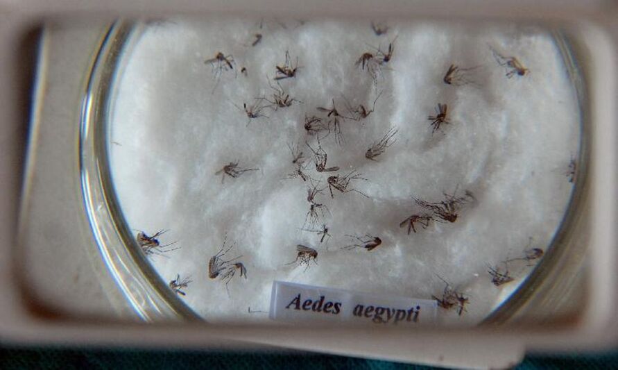 Casos prováveis de dengue no Brasil aumentam 17,5% em 2023