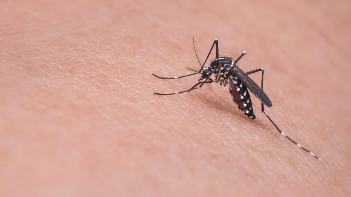 Londrina continua sendo a cidade com mais casos de dengue no Paraná