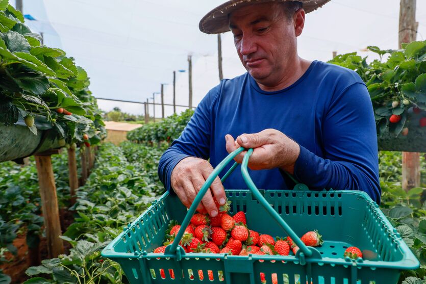 Com Indicação Geográfica Morango impulsiona renda de produtores