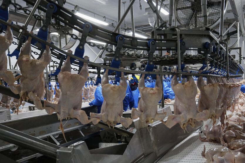 Frigoríficos paranaenses podem ser habilitados a exportar para a China