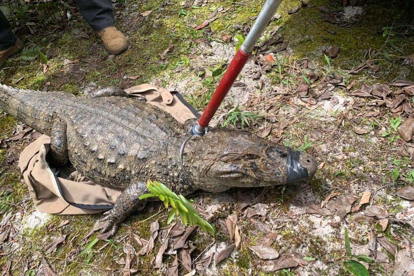 Veja o que fazer se receber uma visita de um animal silvestre em casa
