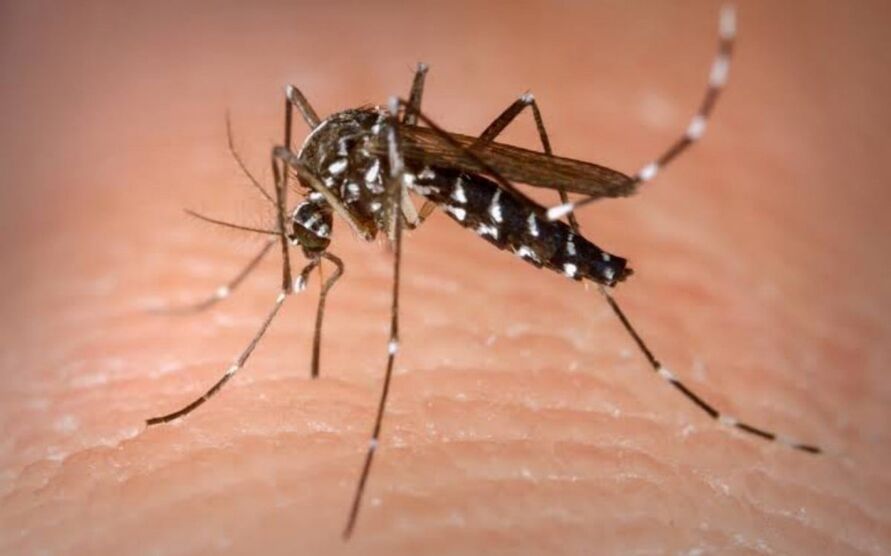 El Niño e altas temperaturas favorecem aumento de casos de dengue