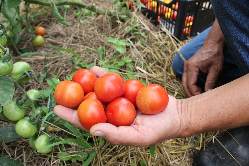 Tecpar orienta a identificar produtos orgânicos não certificados