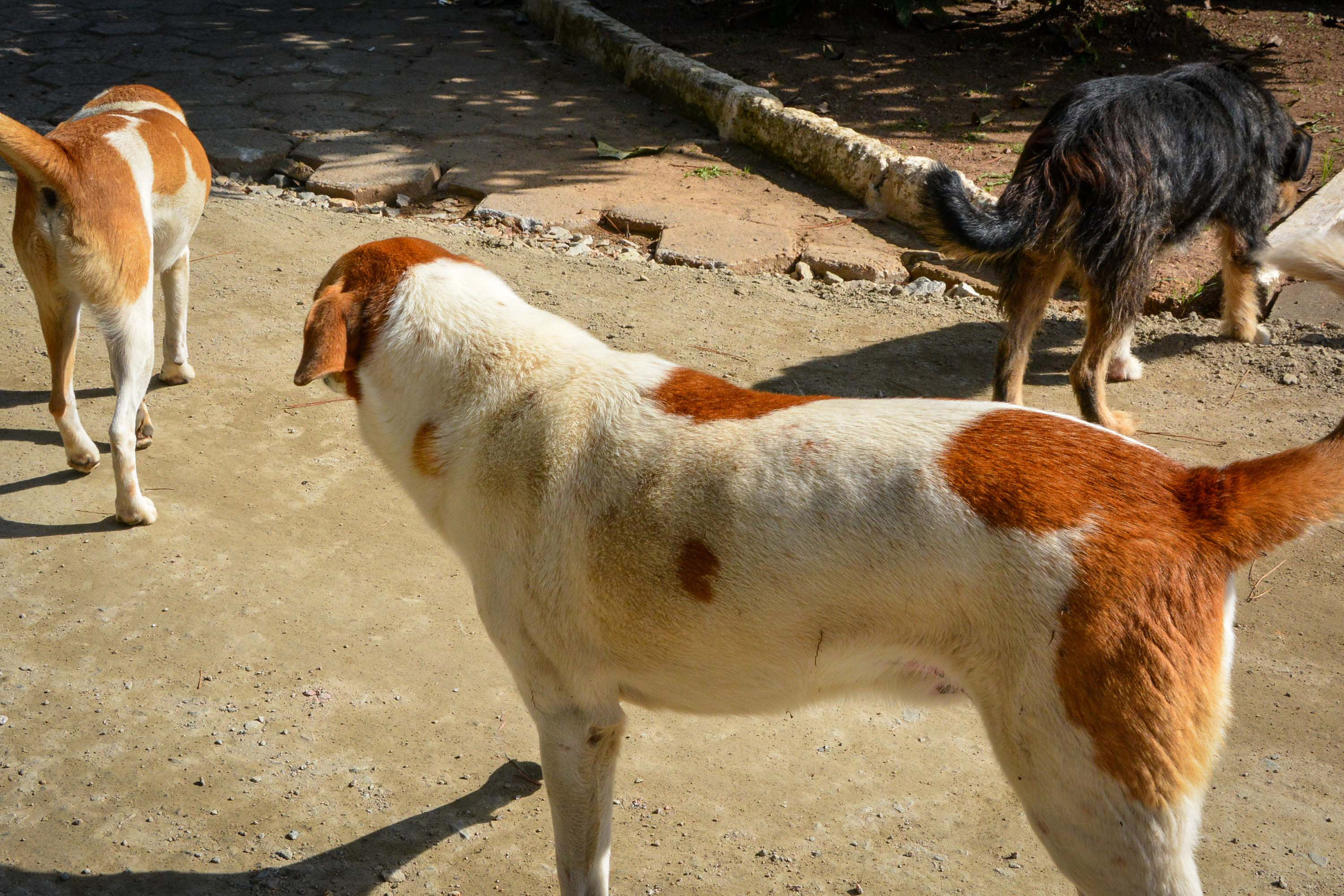 CastraPet vai atender mais de 30 mil cães e gatos em 165 cidades do PR