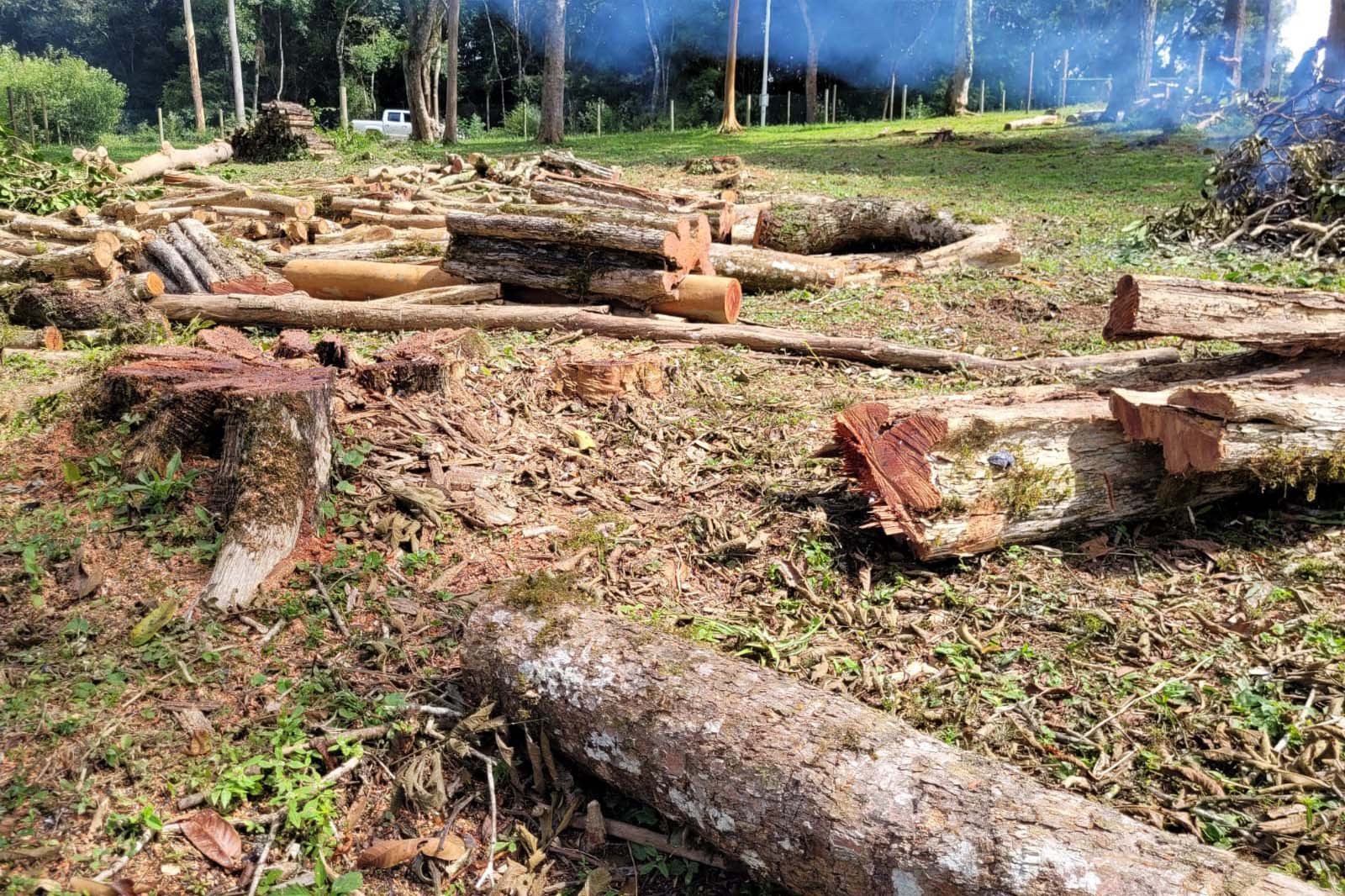 Operação remota contra desmatamento aplica R$ 5,9 milhões em multas
