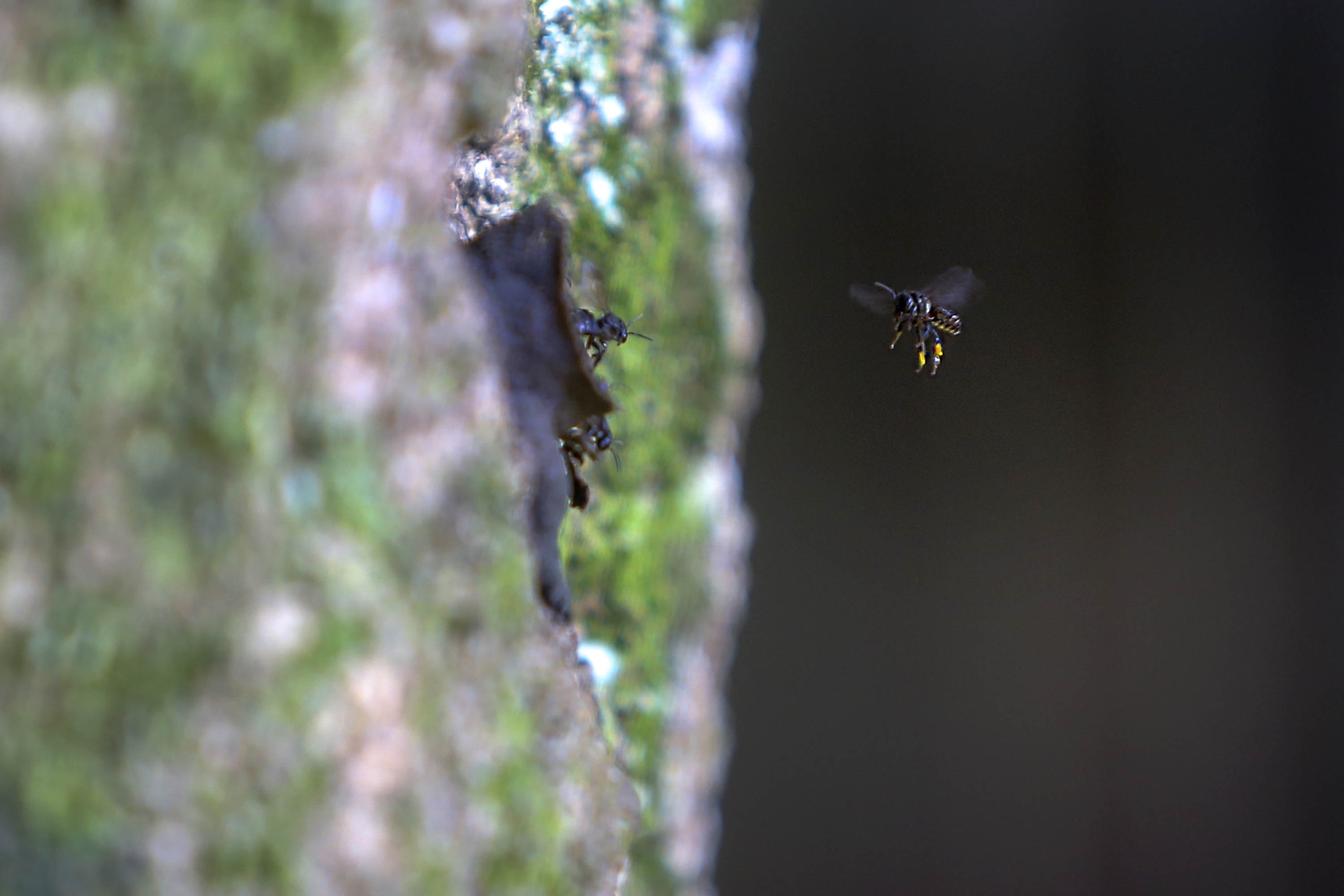 Parceria entre Unicentro e Unesp estudam 'efeitos de borda' em abelhas