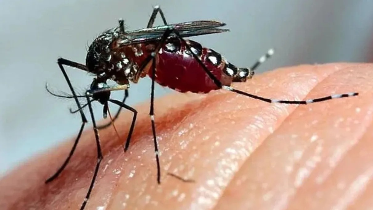 Brasil atinge quase 6 milhões de casos e 4 mil mortes por dengue