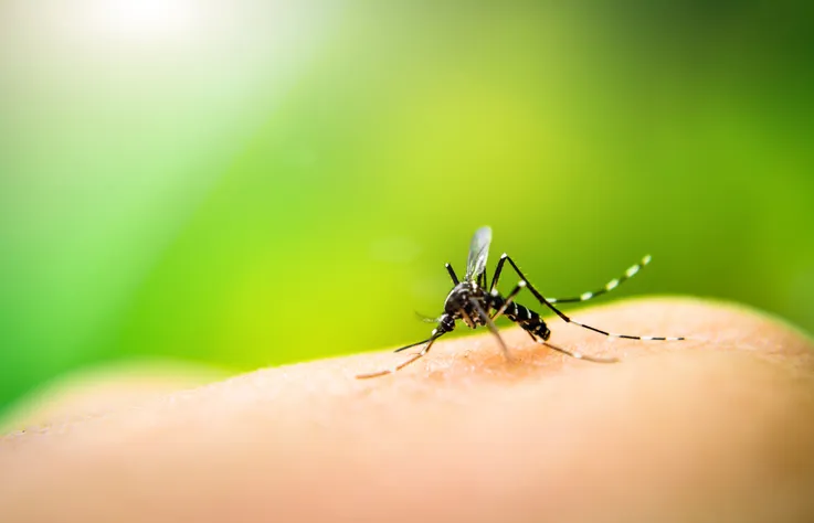 Método de combate ao Aedes com larvicida vira política nacional