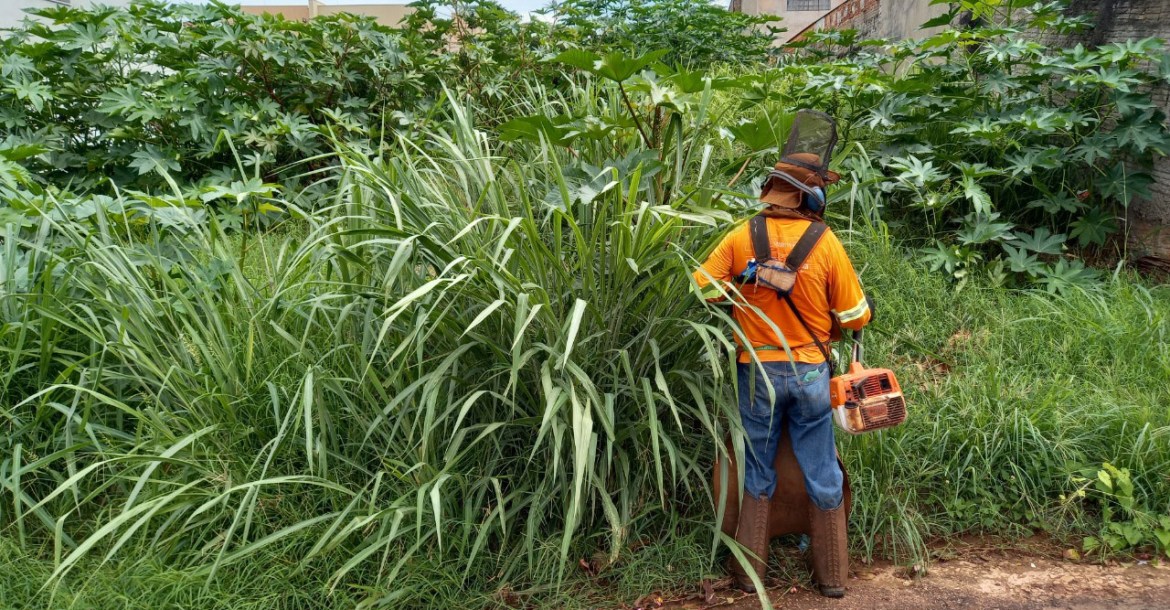 Donos de terrenos particulares com mato alto têm 15 dias para limpeza