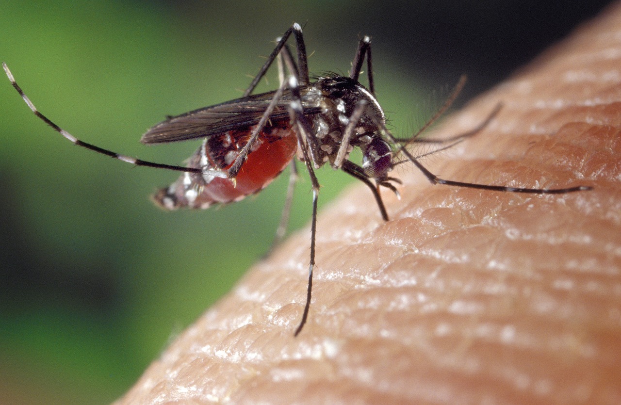 Saúde discute ações para prevenir aumento de casos de dengue