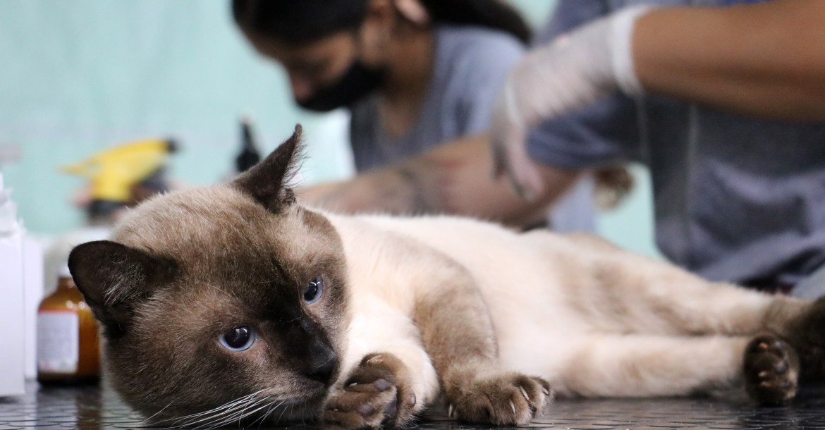 Programa CastraPet fará a castração gratuita de 430 animais domésticos