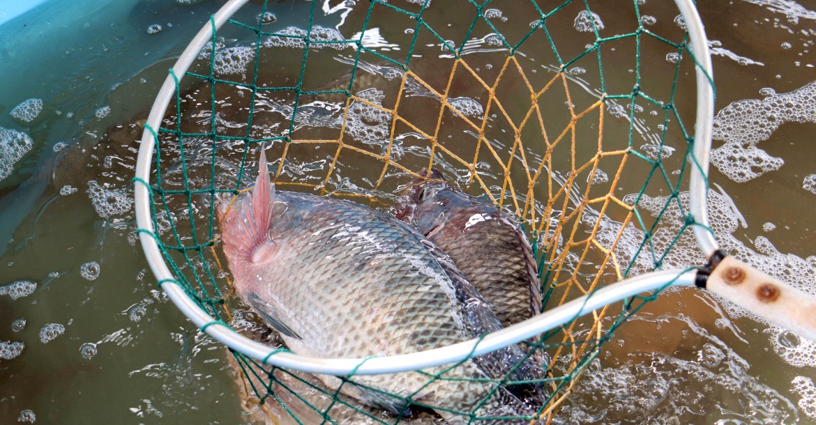 Londrina abre inscrições para a 31ª Feira do Peixe Vivo