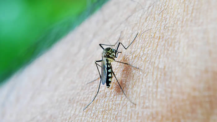 Moradora da região leste é primeira vítima fatal da dengue em Londrina