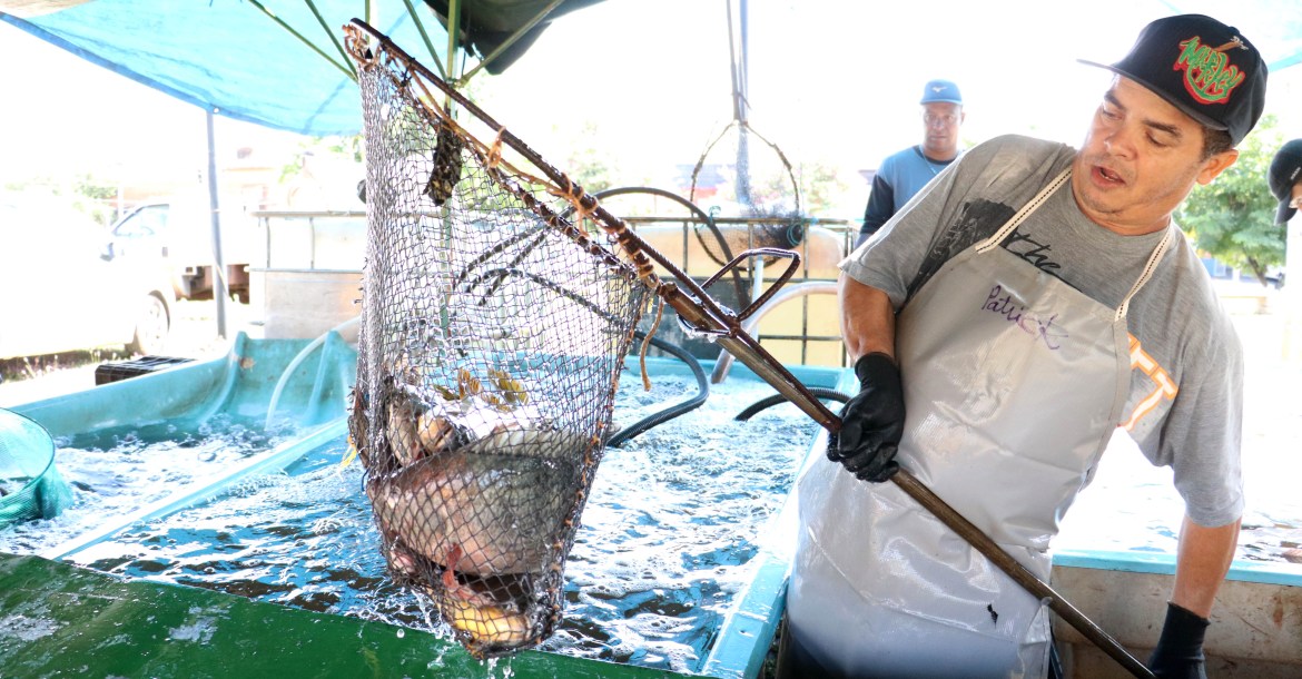 Londrina recebe Feira do Peixe Vivo de 16 a 18 de abril