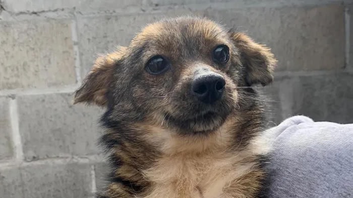 CMTU realiza primeira feira de adoção de cães e gatos em Londrina
