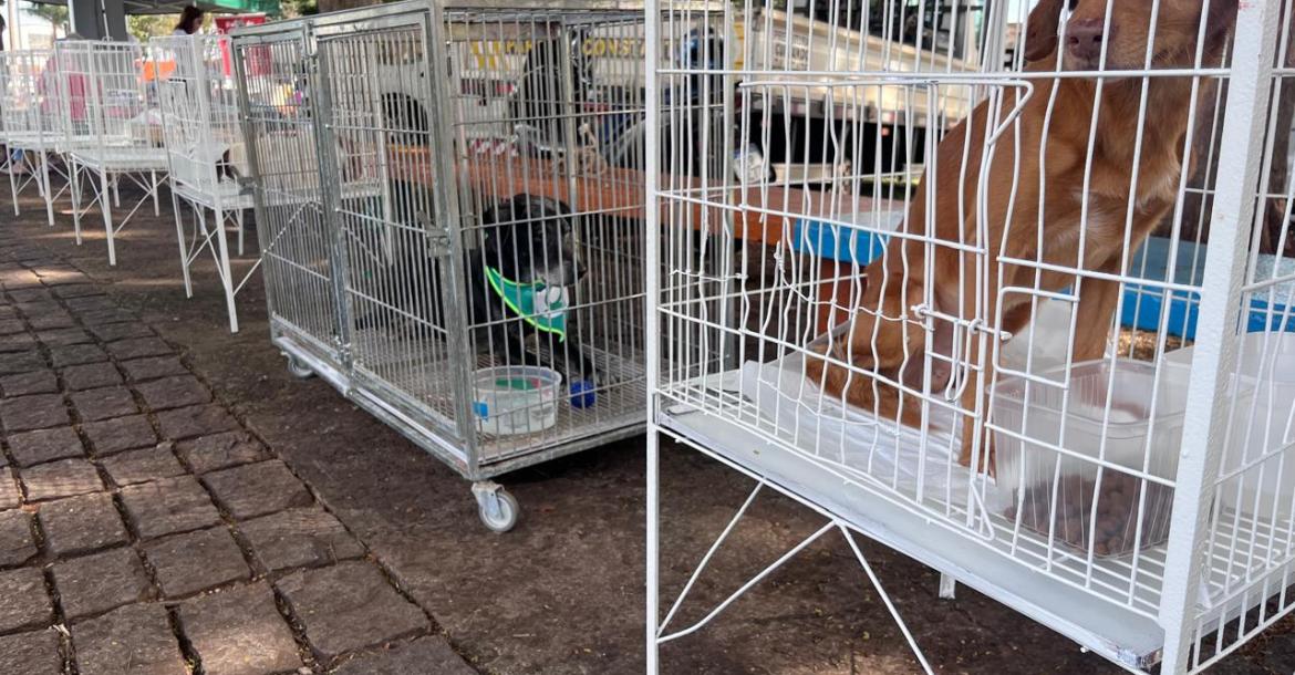 Catuaí Shopping recebe feira de adoção de animais da ADA