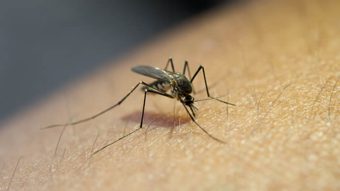 Cidade da região de Londrina confirma nova morte causada por dengue